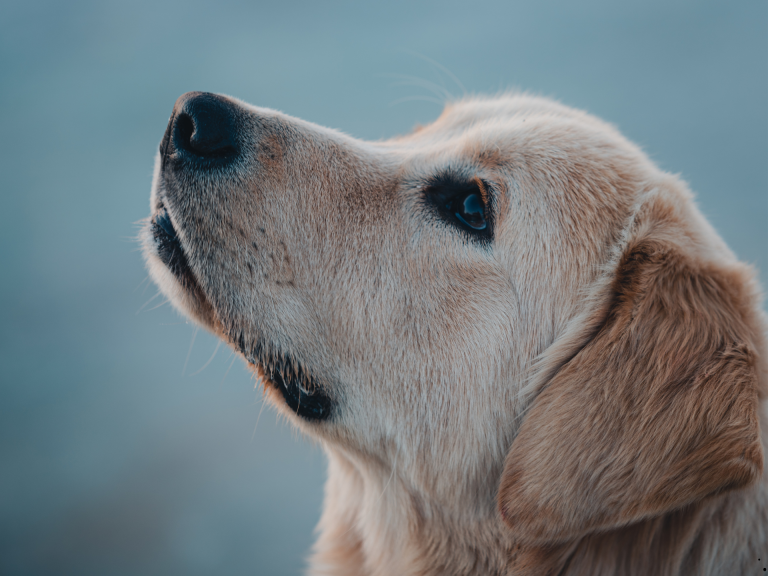 El maestro más fiel: lo que tu perro puede enseñar sobre empatía, respeto y amor verdadero